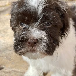 Havanese Puppies from Havan Sent Havanese