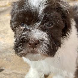 Havanese Puppies from Havan Sent Havanese