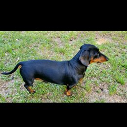 Bow - Dachshund