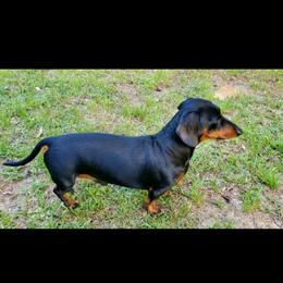 Bow - Dachshund