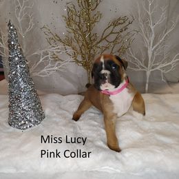 Boxer and Miniature Pinscher Puppies from Pike's Pups