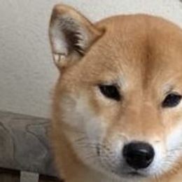 Hana - Shiba Inu
