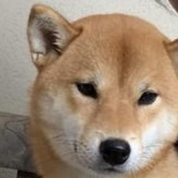 Hana - Shiba Inu