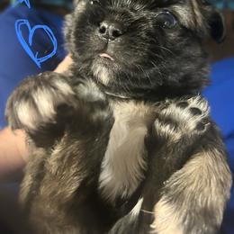 Pudgie - Black and tan male Shih Tzu puppy in Slocomb, Alabama from Steps Preppy Pups