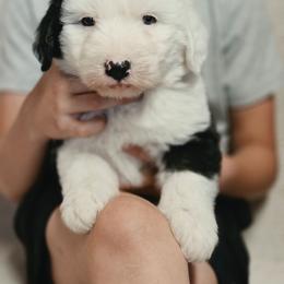 Male puppies - Gray and white male Old English Sheepdog puppy in Smallett, Missouri from Chasin Angus Sheepdogs