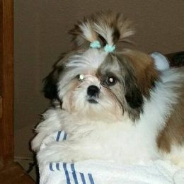 Shih Tzus from Fru Fru's Shih Tzus