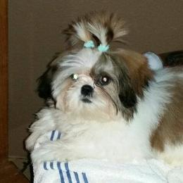 Shih Tzus from Fru Fru's Shih Tzus