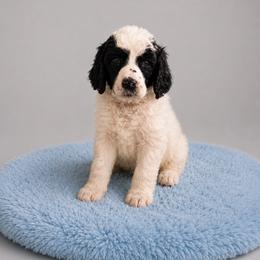 Sven - Parti male Poodle puppy in Washington, Pennsylvania from Patriotic Poodles