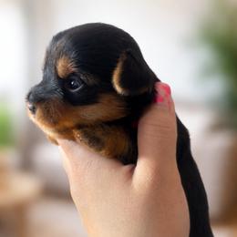 Lexi - Black and tan female Yorkshire Terrier puppy in Aurora, Illinois from YorkieLux