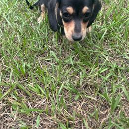 Kona - Black and cream female Dachshund puppy in Eustis, Florida from K8’s Dachshunds