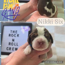 Nikki Six Boy1 - Liver and white male English Springer Spaniel puppy in Saginaw, Michigan from Kemerer Springers