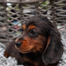 Violet - Black and tan female Dachshund puppy in Tampa, Florida from EntityDachs