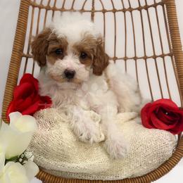 Germain - Parti male Poodle puppy in Belleville, New Jersey from TK Poodles