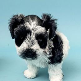 Rainier        purple collar - Parti male Miniature Schnauzer puppy in Russell, Kentucky from Marjorie's Simply Schnauzer