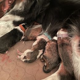 Shetland Sheepdog Puppies from Kuhl’s Sheltie Farm