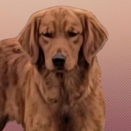 Goldendoodles and Golden Retrievers from 07 Seven Oaks Goldens and Doodles