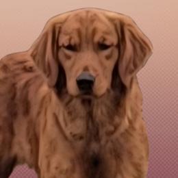 Goldendoodles and Golden Retrievers from 07 Seven Oaks Goldens and Doodles