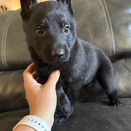 Pink collar - Black female German Shepherd puppy in Denver, Colorado from Morales Kennels