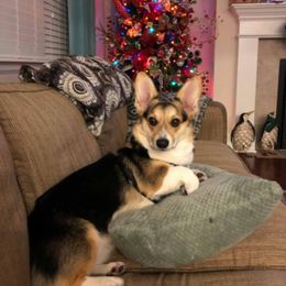 Pembroke Welsh Corgi All Grown Up from Shez First Class Corgis
