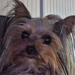 Sally - Yorkshire Terrier