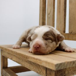 Spark - Red merle female Miniature Australian Shepherd puppy in Foxworth, Mississippi from Ten Mile Aussies
