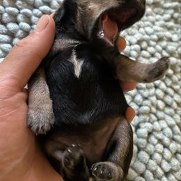 Black and Silver Female - Black and silver female Miniature Schnauzer puppy in Clover, South Carolina from Bobo’s Babies Kennels