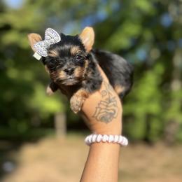 Yorkshire Terrier Puppies from Kruz Kennels