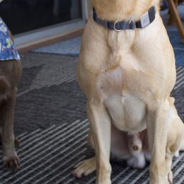 Dilute Retrievers and Labrador Retrievers from Silver Labs of Central Florida