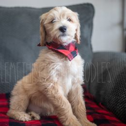 Goldendoodle Puppies from Doodle Me This Goldendoodles
