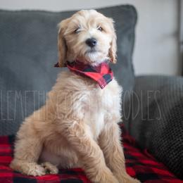 Goldendoodle Puppies from Doodle Me This Goldendoodles
