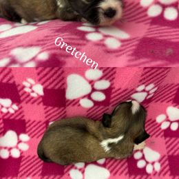 Gretchen - Brown female Lhasa Apso puppy in Cincinnati, Ohio from Shangri-La Lhasa Apsos
