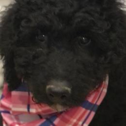 Bernedoodles and Poodles from Red Tulip Poodles