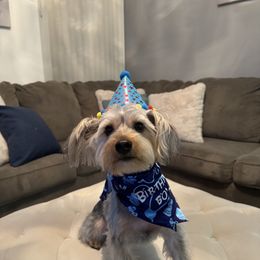 Yorkshire Terrier All Grown Up from Lacey Luxe Breeding- Yorkshire Terriers