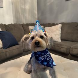 Yorkshire Terrier All Grown Up from Lacey Luxe Breeding- Yorkshire Terriers