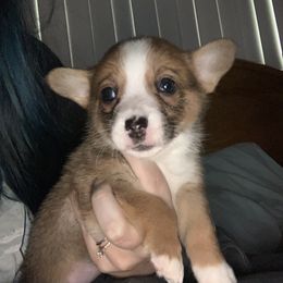American Corgi and Pembroke Welsh Corgi Puppies from Chaotic Corgi’s