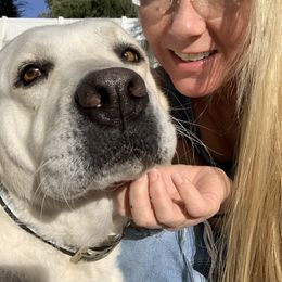 Labrador Retriever All Grown Up from Chateau St. John