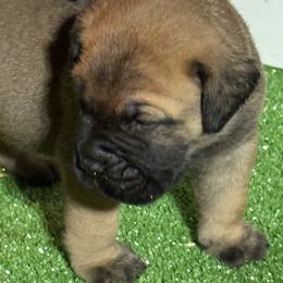 Boy 2 - Fawn male Bullmastiff puppy in Otisfield, Maine from Boulder Ridge Kennels