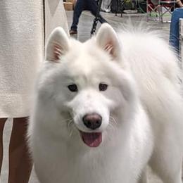 Sochi - Samoyed