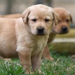 Labrador Retrievers from Wooten Retrievers