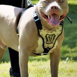 American Bullies from XLVI Bully camp LLC