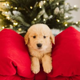 Freddy - Blue - Light golden male Golden Retriever puppy in Sanger, California from SDPREMIERGOLDENS