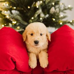 Freddy - Blue - Light golden male Golden Retriever puppy in Sanger, California from SDPREMIERGOLDENS