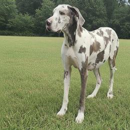 Lylah - Great Dane