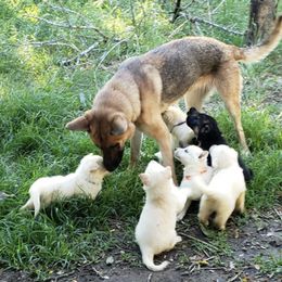 German Shepherds from Niki's German Shepherd Ranch