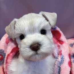 Clifford - Miniature Schnauzer