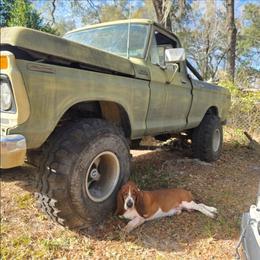 Rusty - Basset Hound