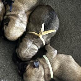 Yellow - Fawn female Pug puppy in Baylis, Illinois from Cameo's Pugs
