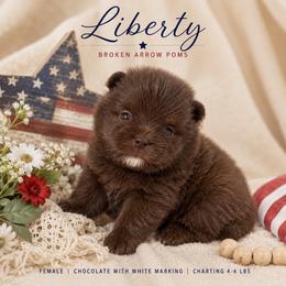 Liberty - Chocolate female Pomeranian puppy in Sandia, Texas from Broken Arrow Poms