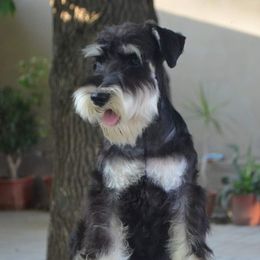 Luna - Miniature Schnauzer