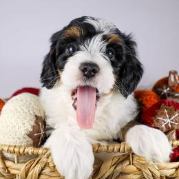 Mira  (navy collar) - Tri-color female Bernedoodle puppy in Lehi, Utah from Heart J Bernedoodles